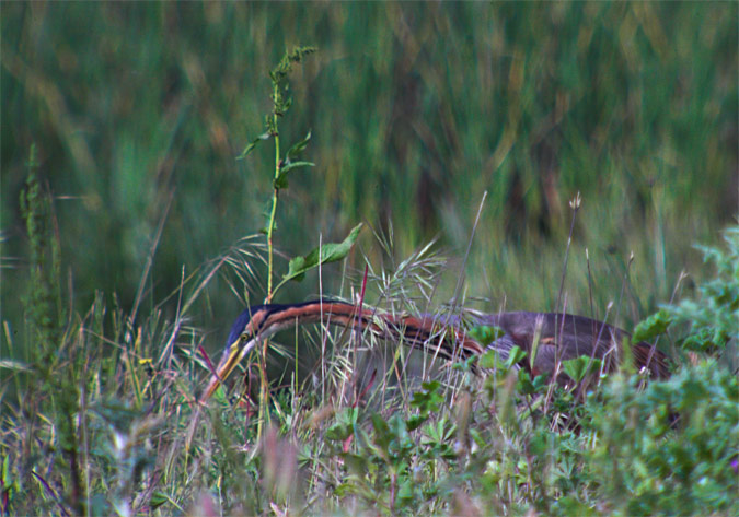 Agró roig (Ardea purpurea) 1 de 2