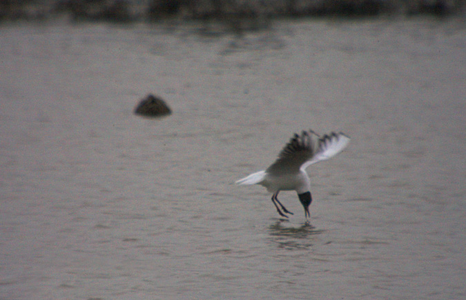 Gavina vulgar (Larus ridibundus) 2 de 2