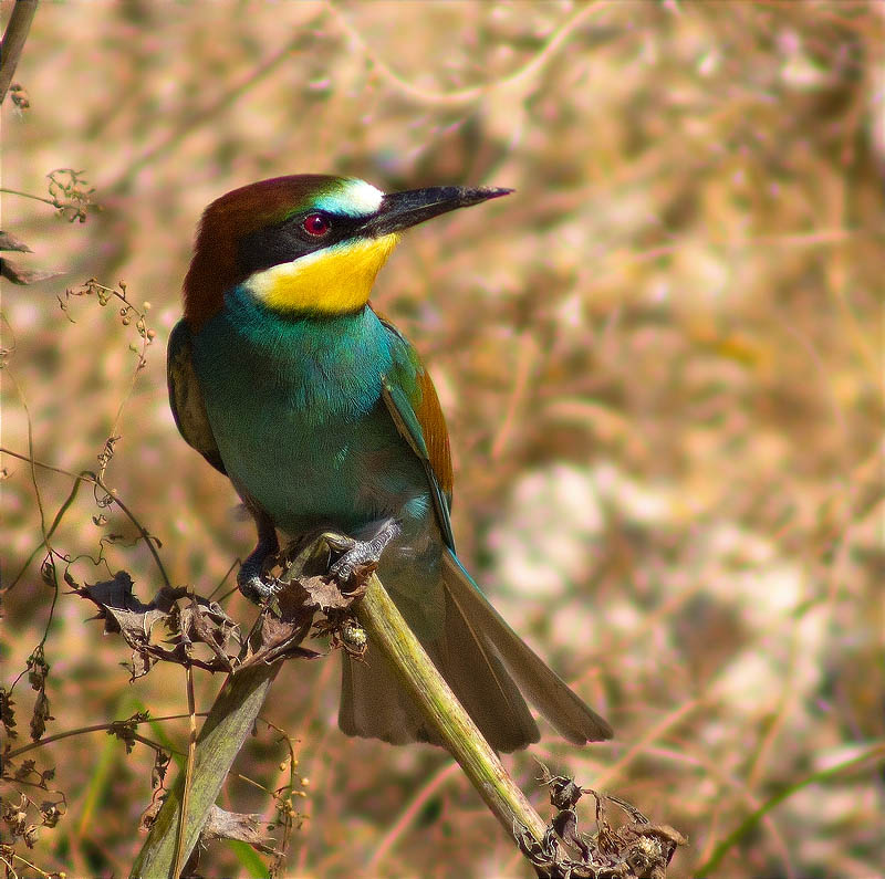 Abellerol (Merops apiaster)