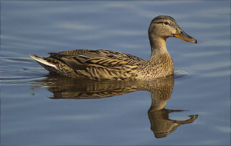 Femella d'Ànec collverd (Anas platyrhynchos)