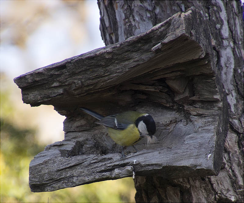 Mallerenga carbonera (Parus major) acumulant material al bec