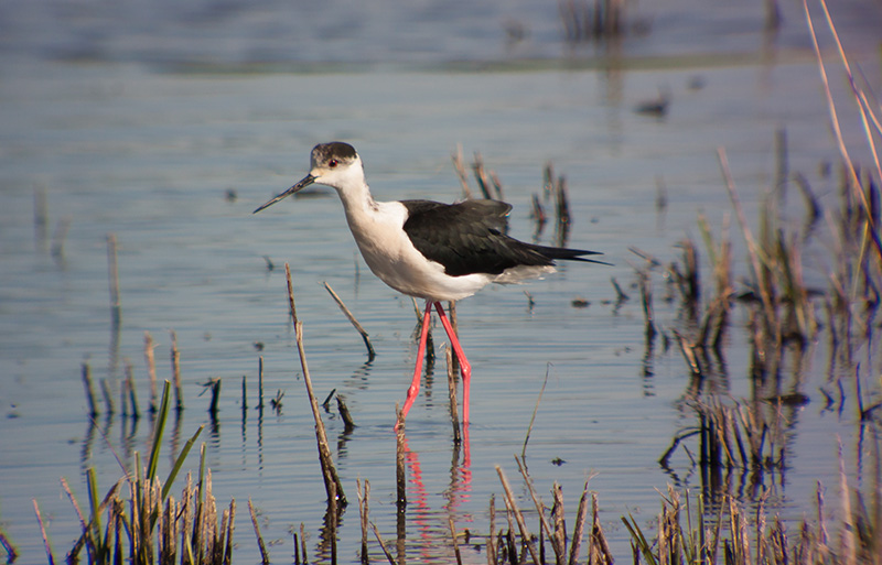 Cames llargues (Himantopus himatopus)