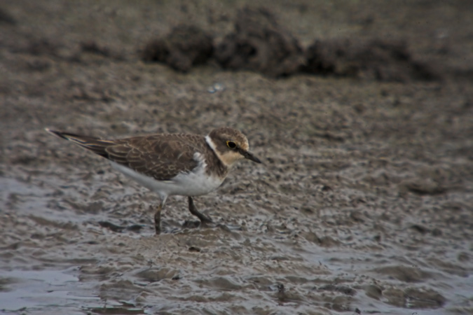 Corriol petit (Charadrius dubius)