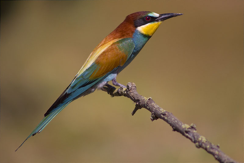 Abellerol (Merops apiaster)