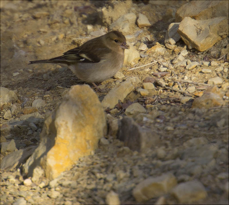 Femella de Pinsà comú (Fringilla coelebs)