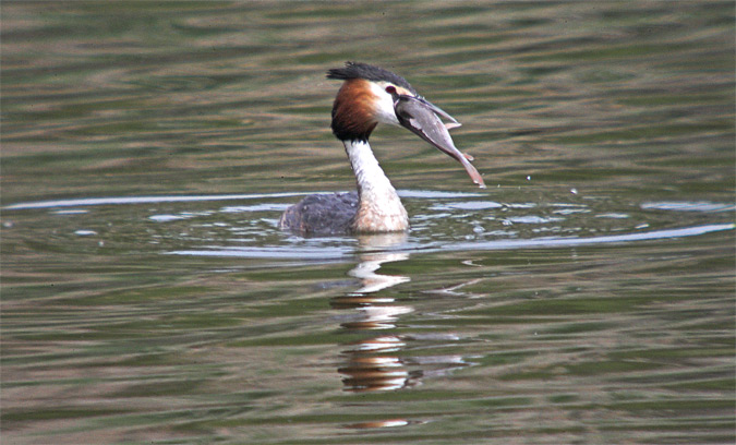 Cabussó emplomallat (Podiceps cristatus)