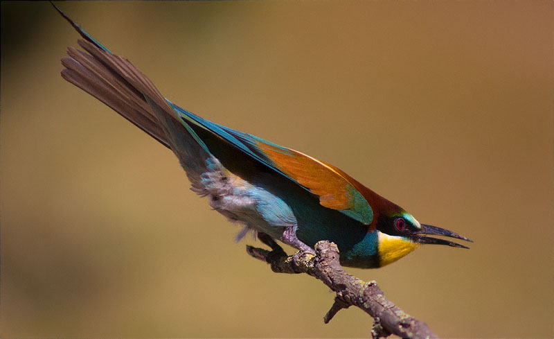 Abellerol (Merops apiaster)