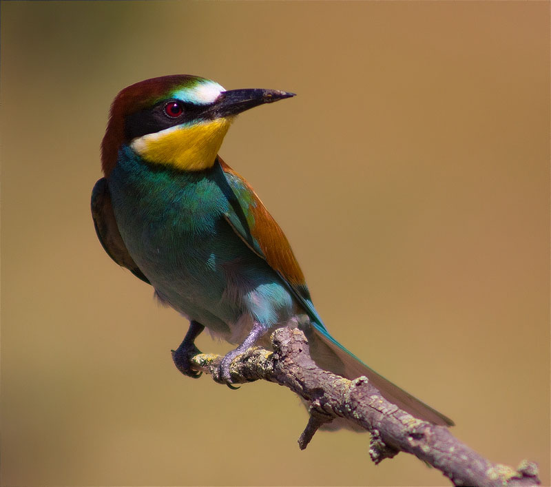 Abellerol (Merops apiaster)