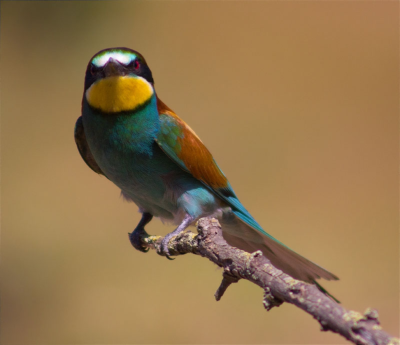 Abellerol (Merops apiaster)