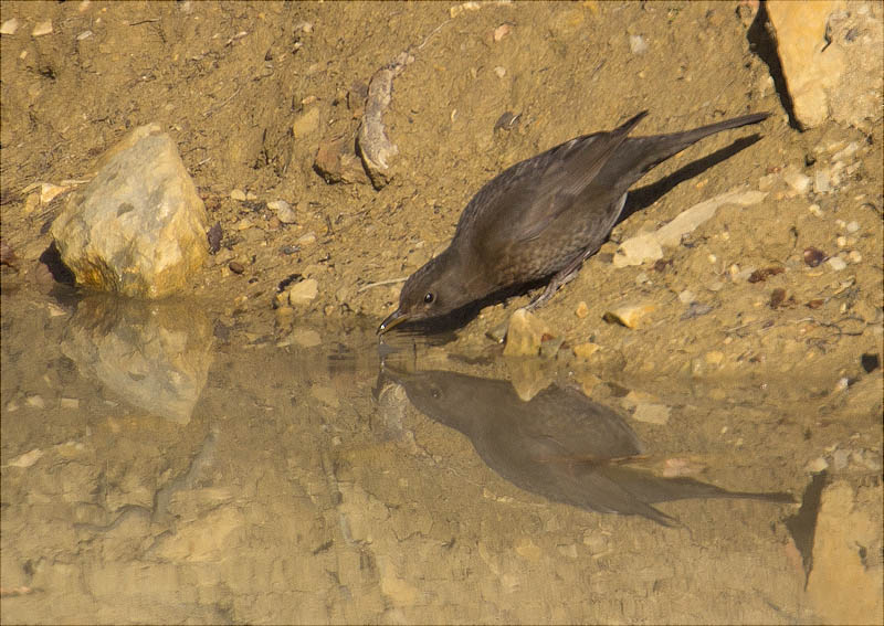 Femella de Merla (Turdus merula)