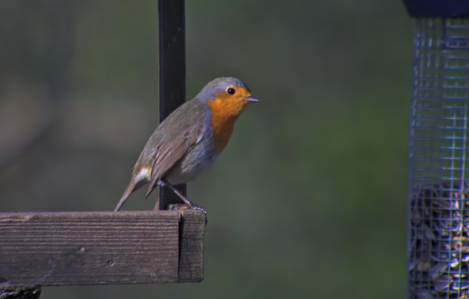 Pit - Roig (Erithacus rubecula)