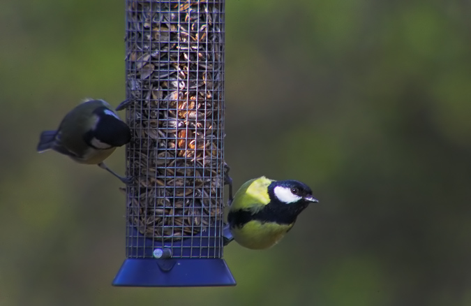 Mallerenga carbonera.(Parus major).