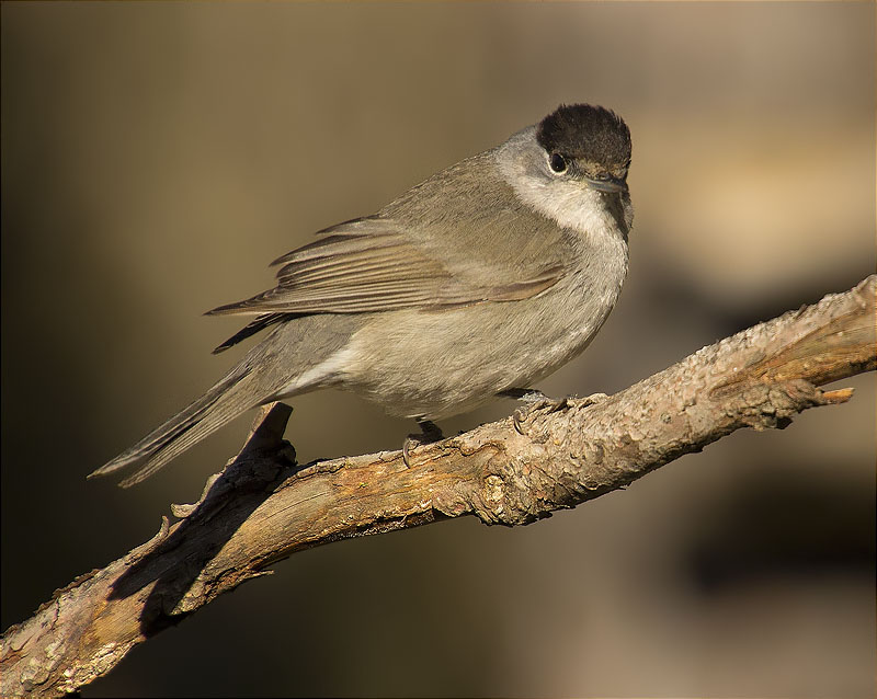 Mascle de Tallarol de casquet (Sylvia atricapilla)