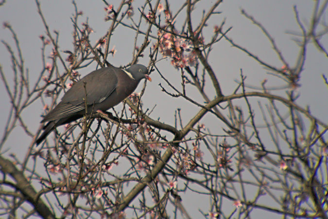 Tudó (Columba palumbus)