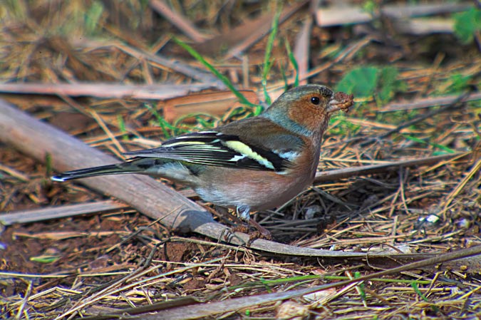 Pinsà comú (Fringilla coelebs)