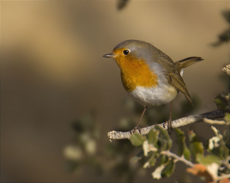 Pit roig (Erithacus rubecola)