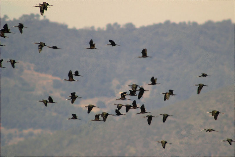 Capó reial (Plegadis falcinellus)