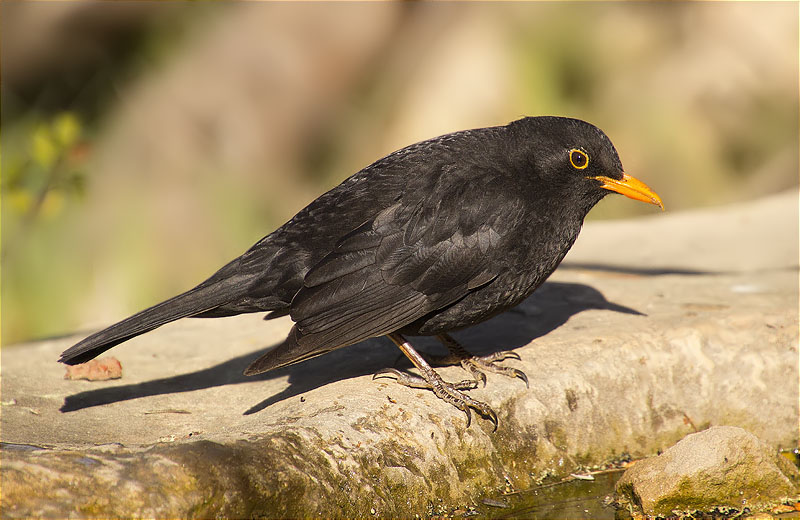 Mascle de Merla (Turdus merula)