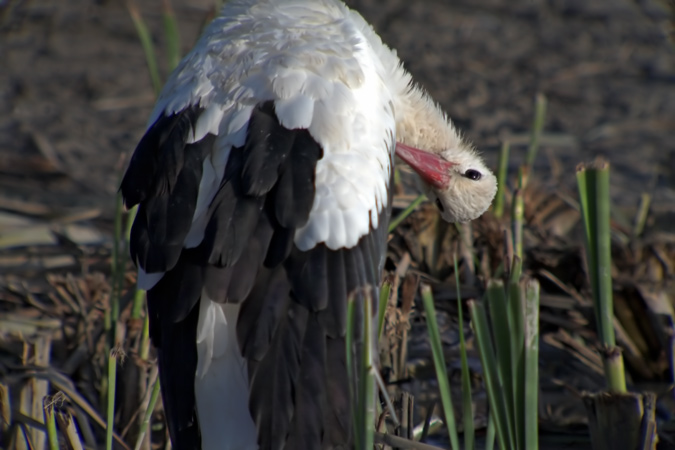 Cigonya (Ciconia ciconia)