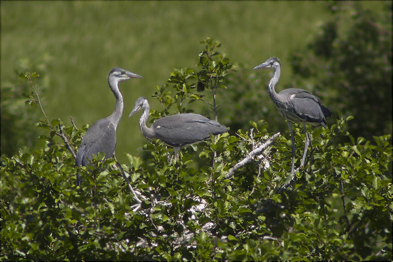 Joves de Bernat pescaire (Ardea cinerea)