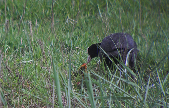 Fotja vulgar (Fulica atra)