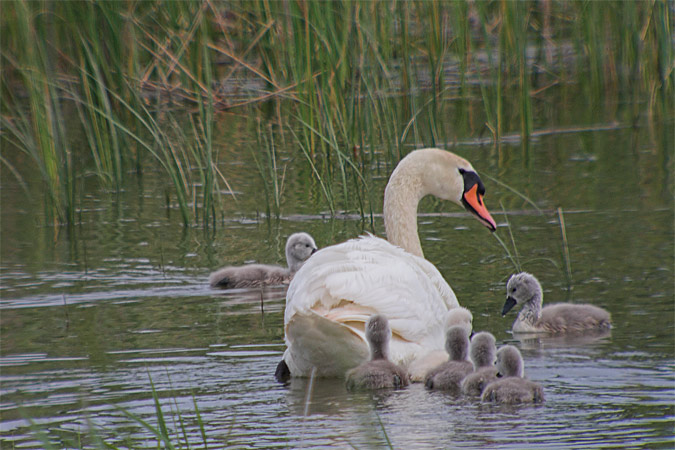 Cigne mut (Cygnus olor)