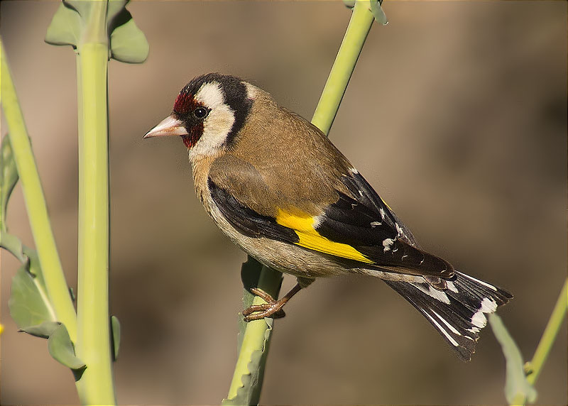 Cadernera (Carduelis carduelis)