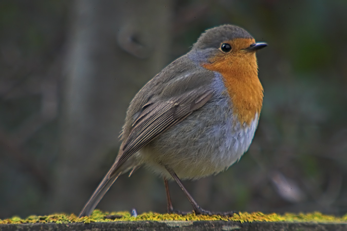 Pit - Roig (Erithacus rubecula)