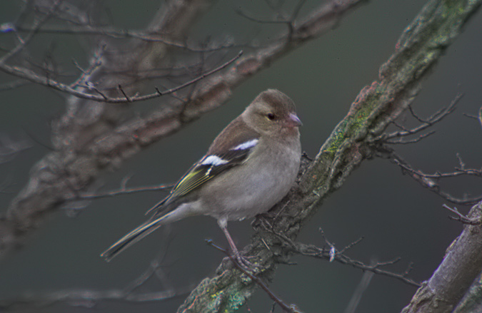 Pinsana,  (Fringilla coelebs)