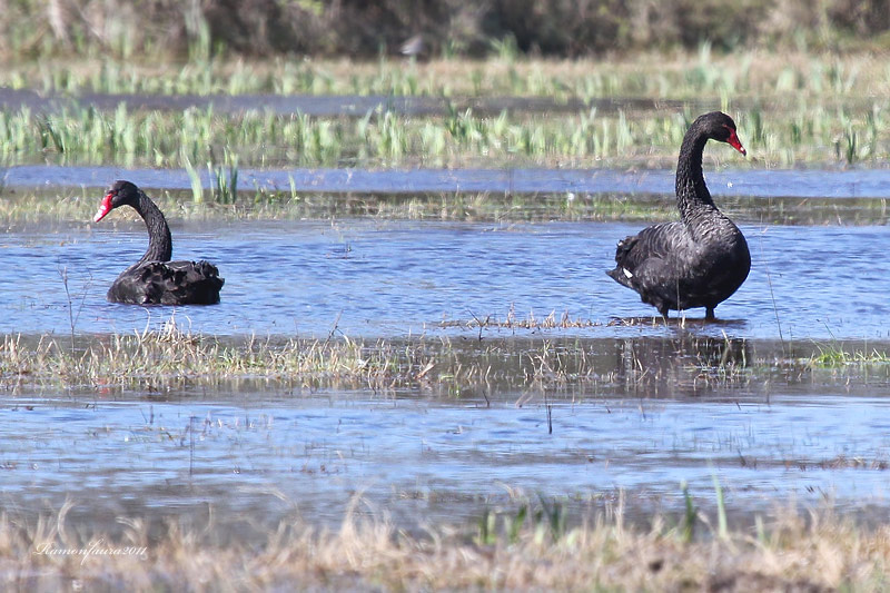 Visitants molt poc freqüents al PNAE:Cigne Negre