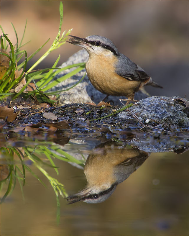 Pica-soques blau (Sitta europaea)