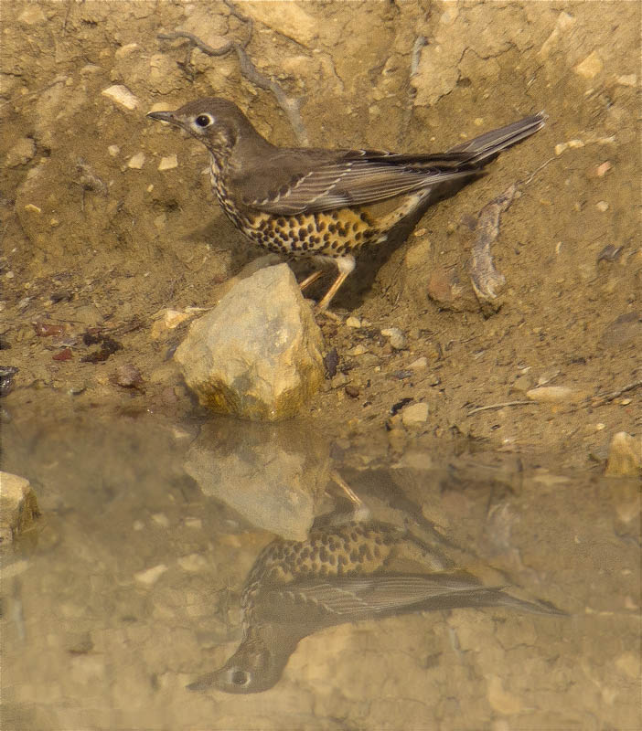 Griva (Turdus viscivorus)