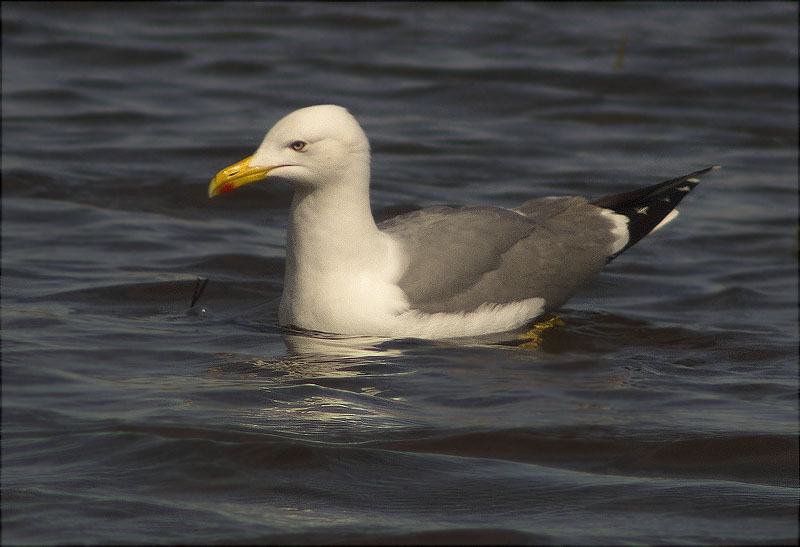 Gavià argentat (Larus michahellis)