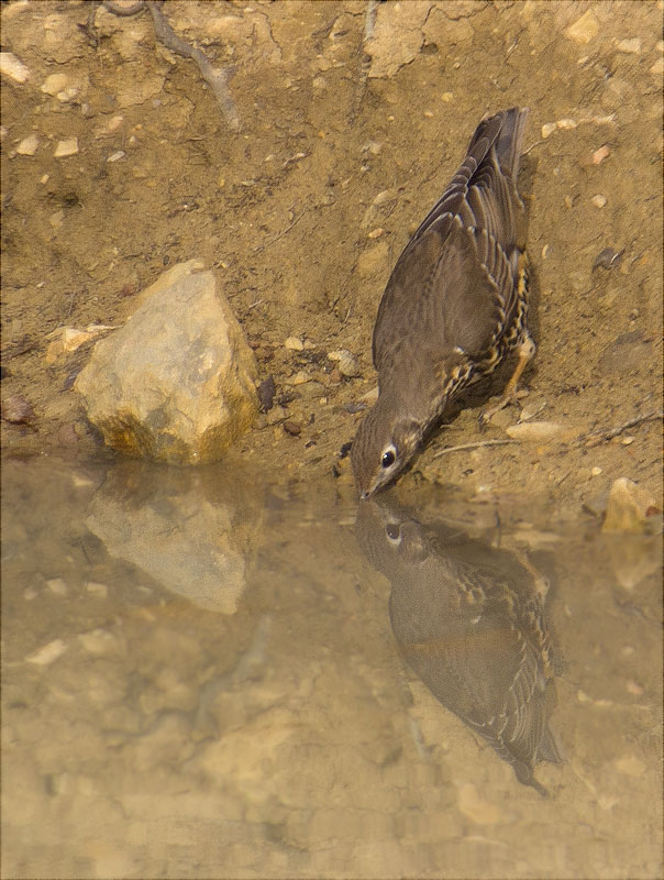 Griva (Turdus viscivorus)