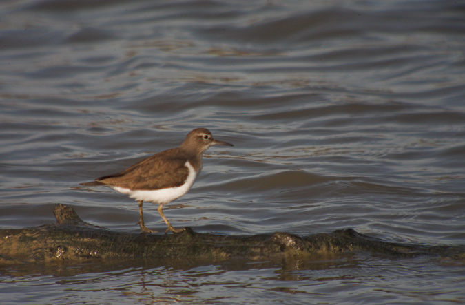 Xivitona (Actitis hypoleucos)