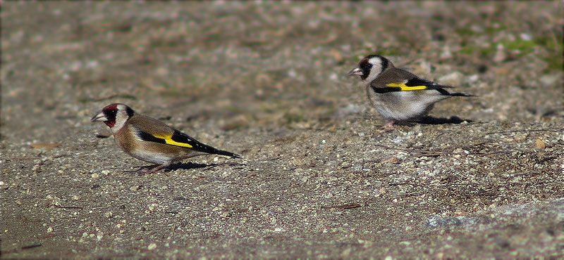 Cadernera (Carduelis carduelis)