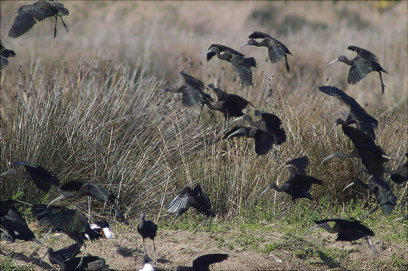 Capó reial (Plegadis falcinellus)