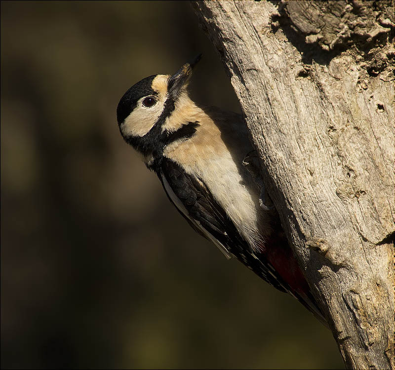 Femella de Picot garser gros (Dendrocopos major)