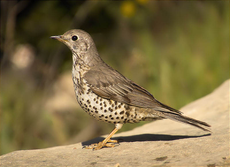 Griva (Turdus viscivorus)