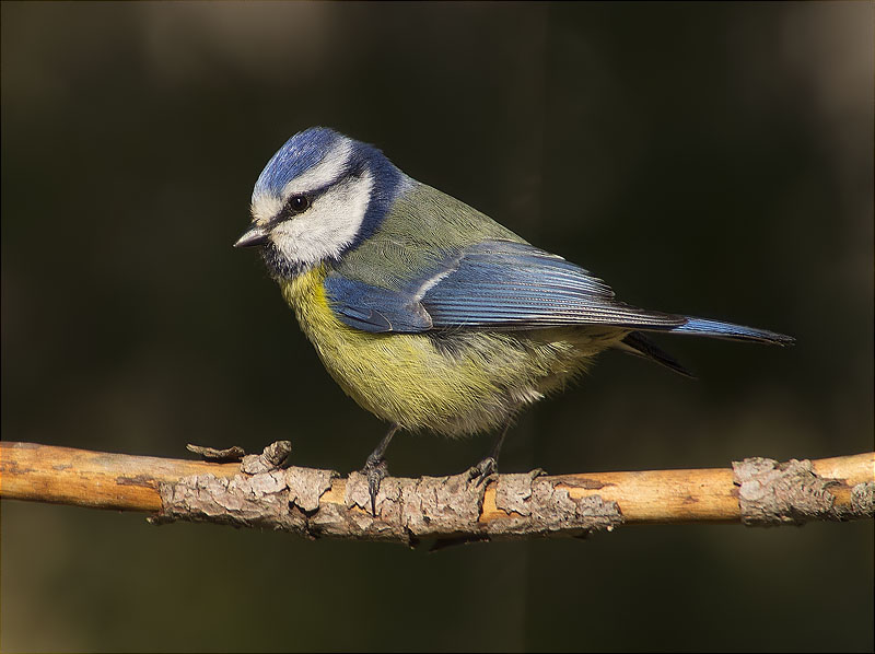 Mallerenga blava (Cyanistes caeruleus)