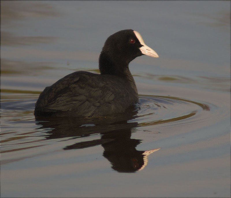 Fotja (Fulica atra)