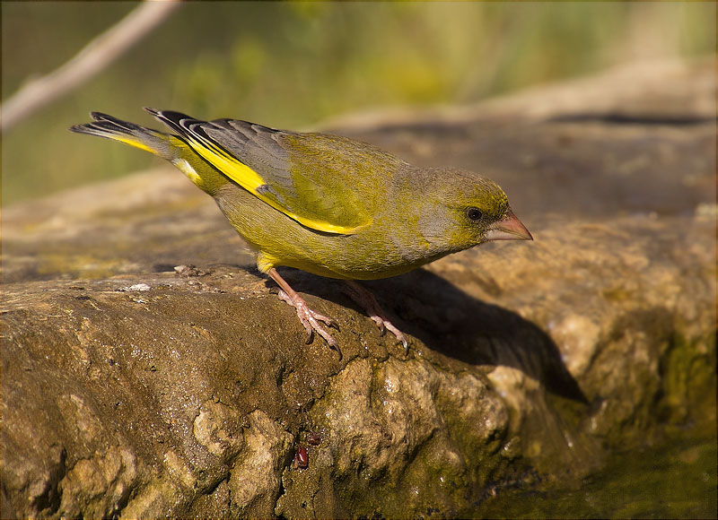 Mascle de Verdum (Carduelis chloris)