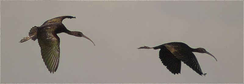 Capó reial (Plegadis falcinellus)