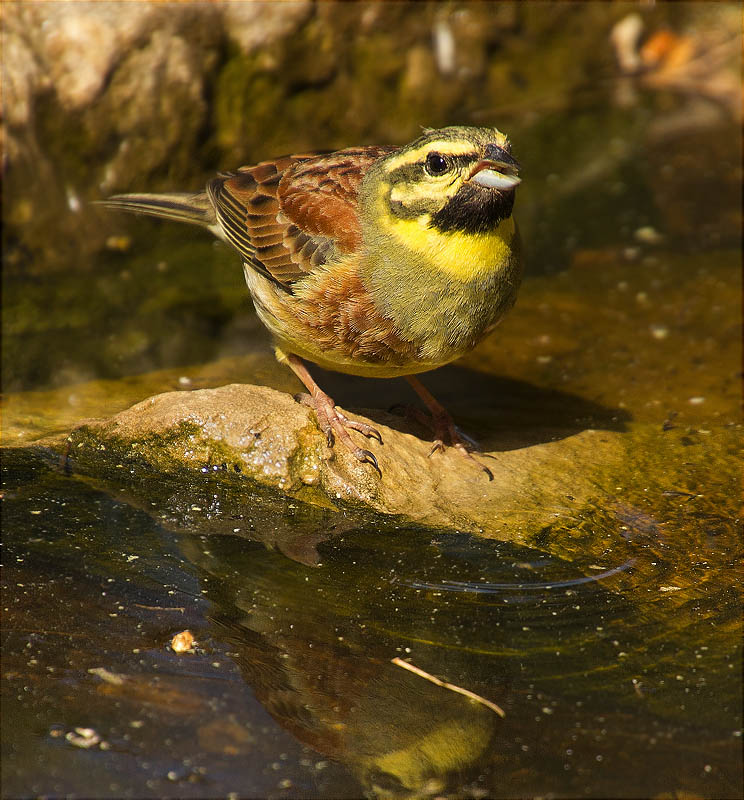 Mascle de Gratapalles (Emberiza cirlus)