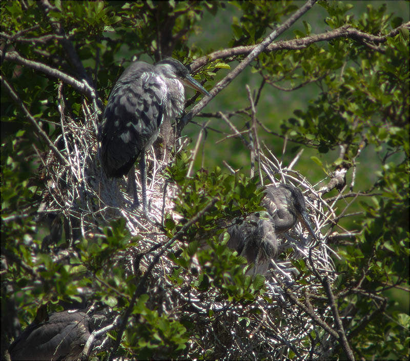 Joves de Bernat pescaire (Ardea cinerea) al niu