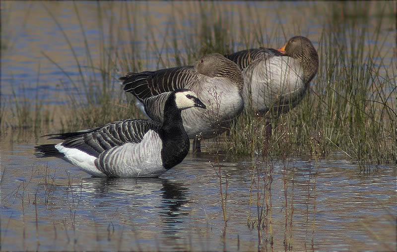 Oca de galta blanca (Branta leucopsis) i Oca vulgar (Anser anser)