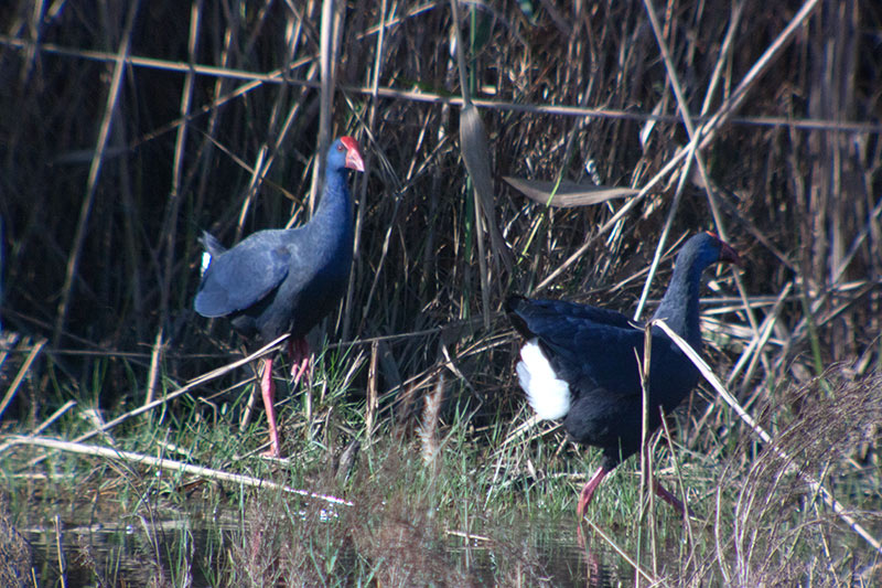 Polla blava (Porphyrio porphyrio)