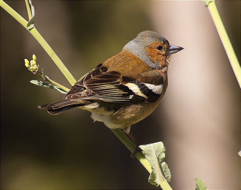 Mascle de Pinsà comú (Fringilla coelebs)