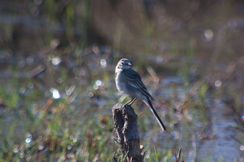 Cuereta blanca vulgar (Motacilla alba)