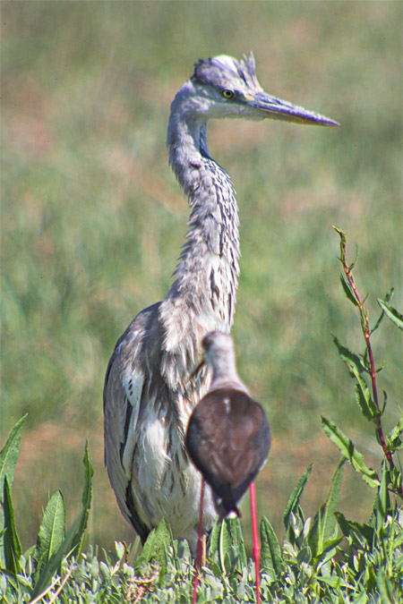 Bernat pescaire (Ardea cinerea)